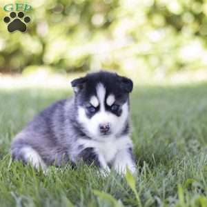 Siena, Siberian Husky Puppy